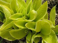 Hosta 'St. Elmos Fire' (1 QT.)