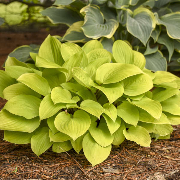 Hosta 'Fire Island' (1 QT.)