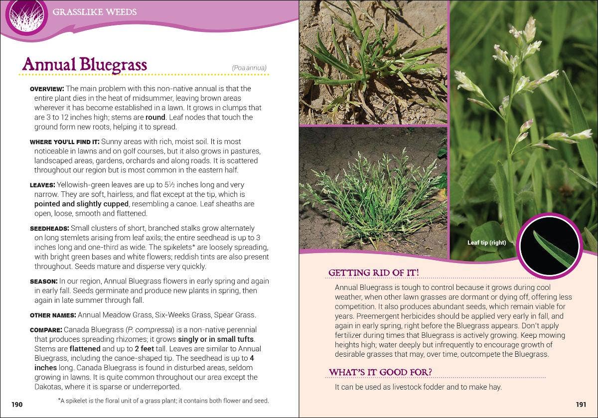 Common Backyard Weeds of the Upper Midwest