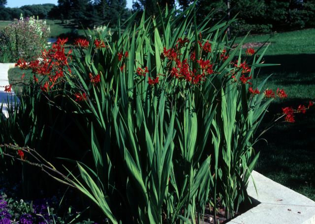 Crocosmia 'Lucifer' (Red) (1 QT.)