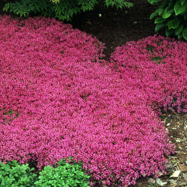 Thymus Praecox 'Coccineus' (Crpg Red) (3.5")