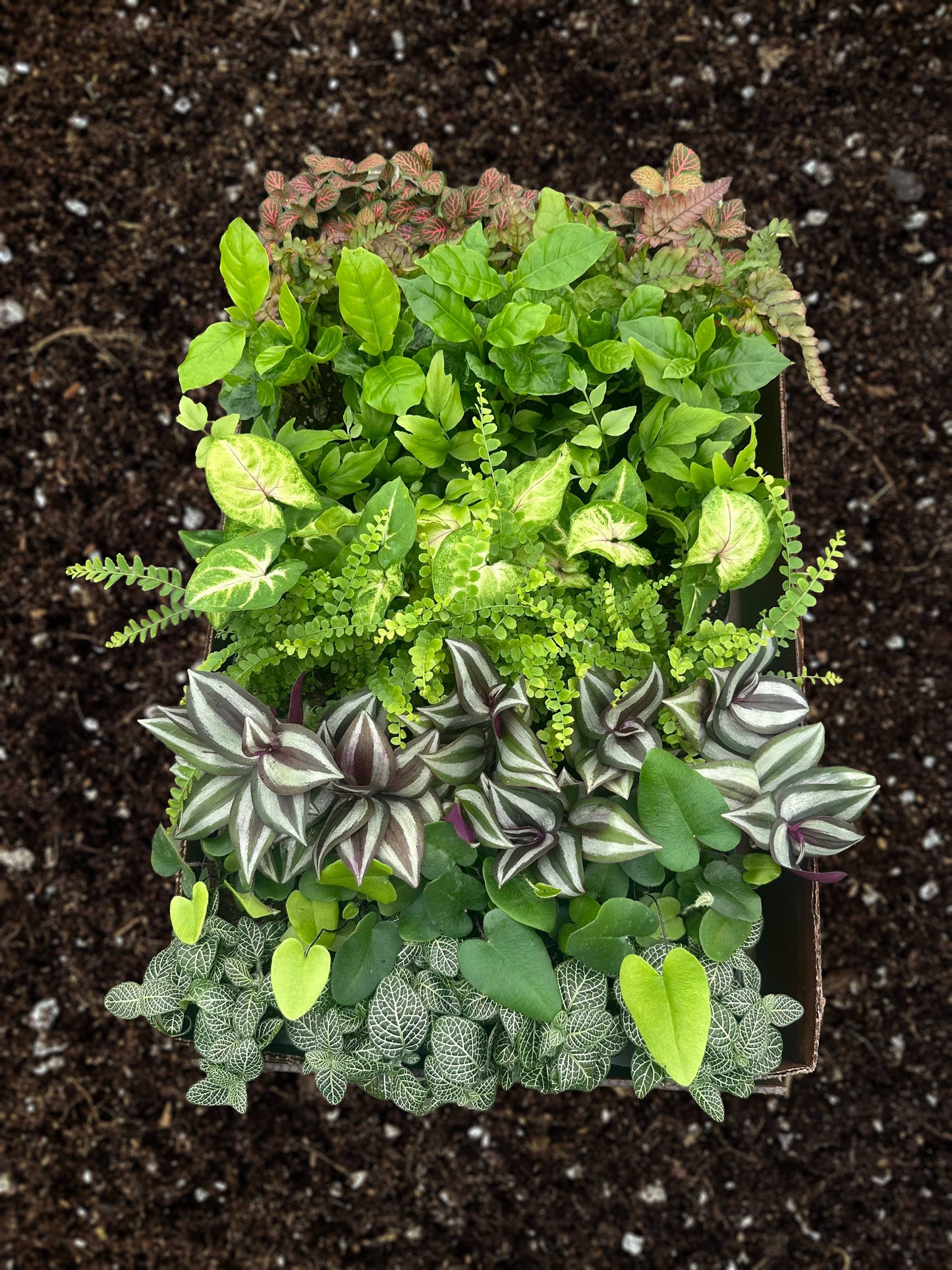 PIXIE Plant Assortment Live Plant 2.5 in