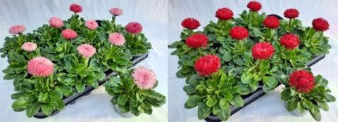 Bellis Perennis 'Bam Bam Mix' (1 QT.)