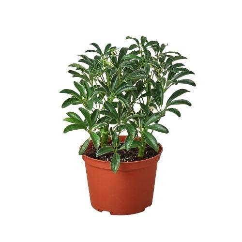 SCHEFFLERA MOONDROP 3-inch