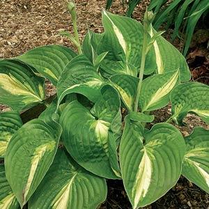 Variegated green and white leaves of a hosta plant in a garden setting.