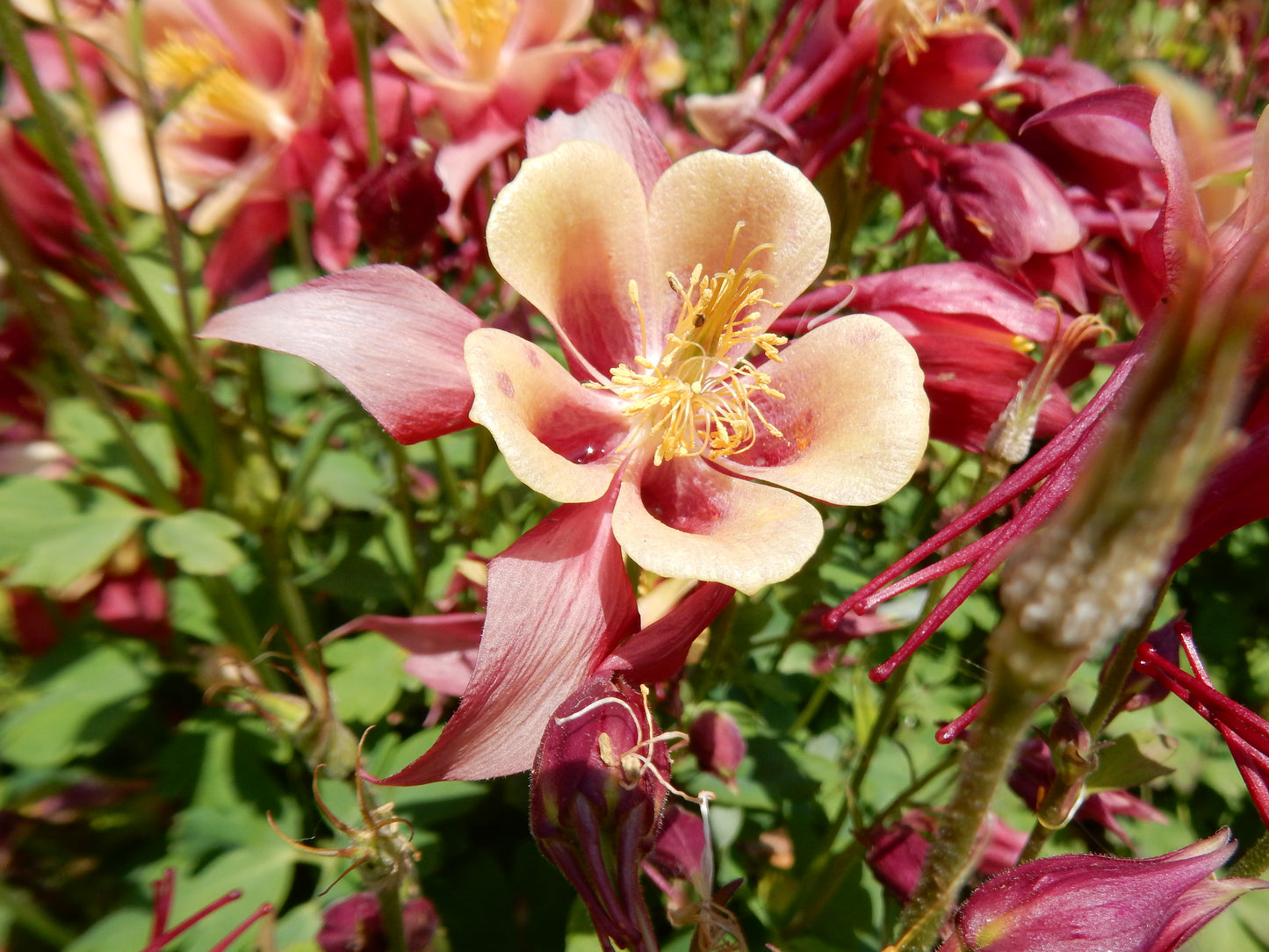 Aquilegia 'Earlybird Mix' (1 QT.)