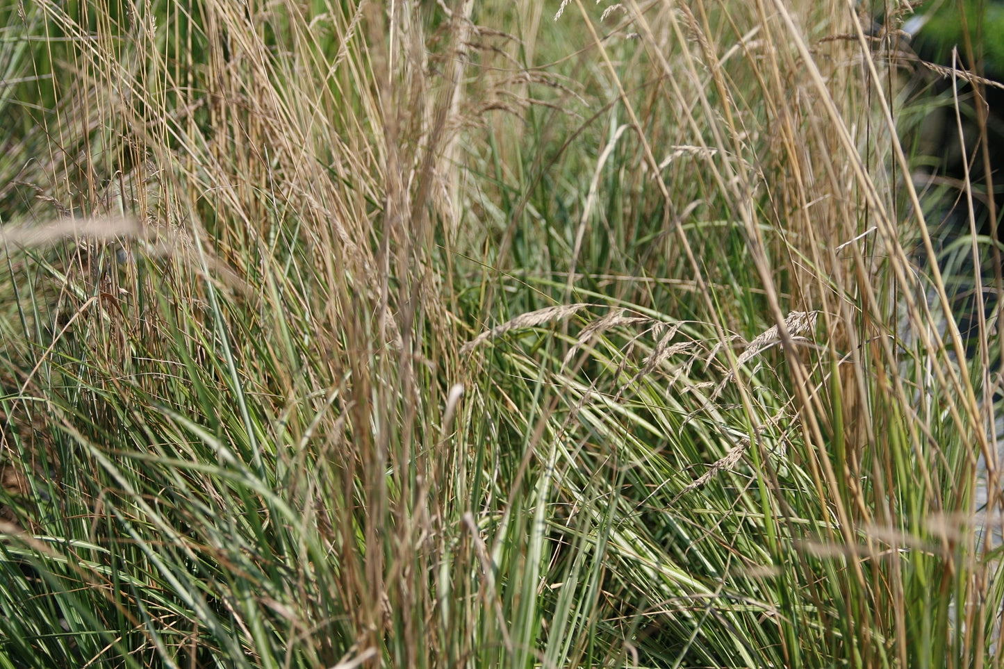 Calamagrostis Acutiflora 'Avalanche' (1 QT.)