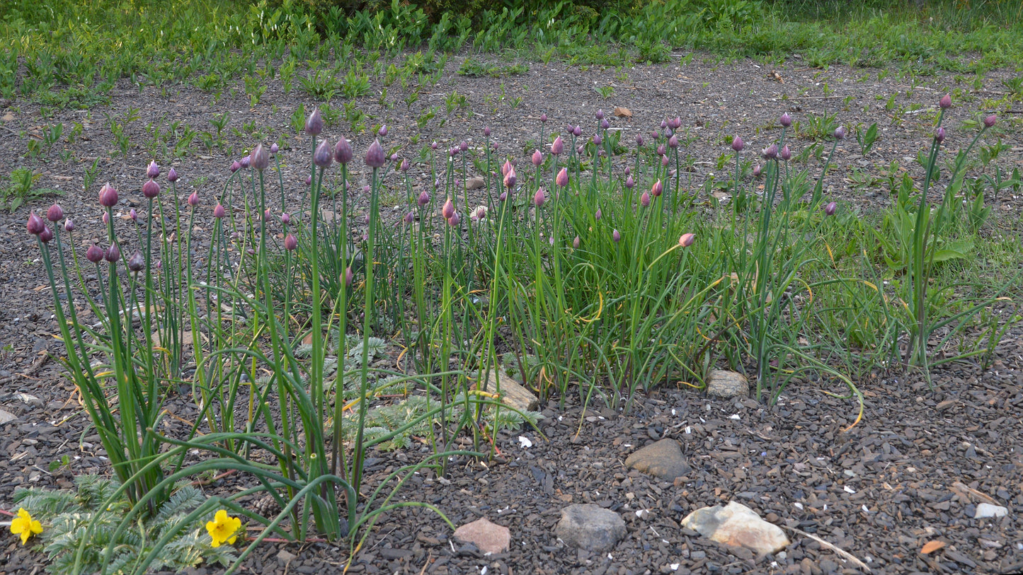 Chives (Allium Schoenoprasum) 'Welsh' (3.5")