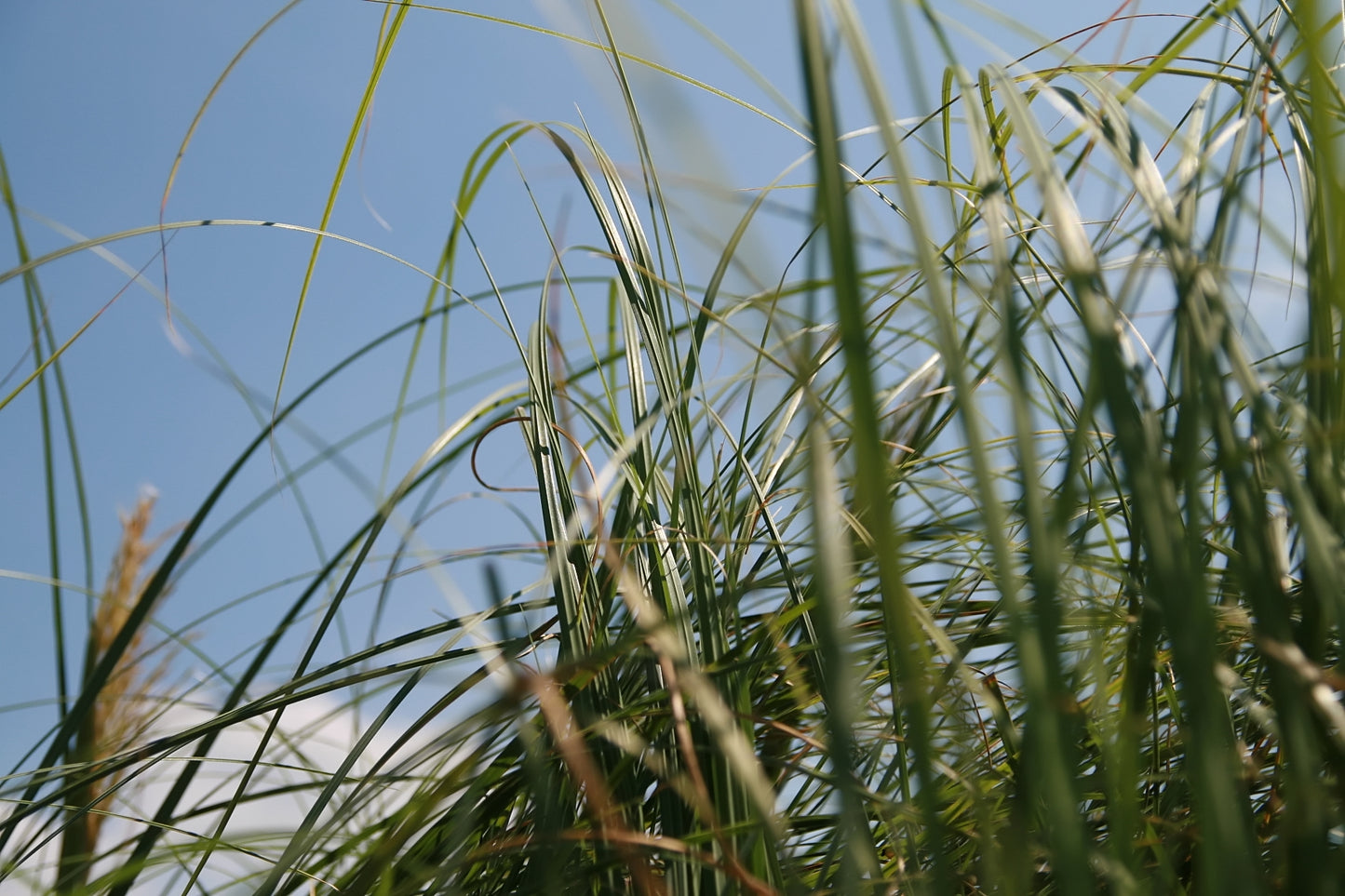 Cortaderia Selloana 'Rosea' (#1)