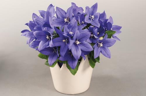 Platycodon Grandiflorus 'Pop Star Blue' (1 QT.)