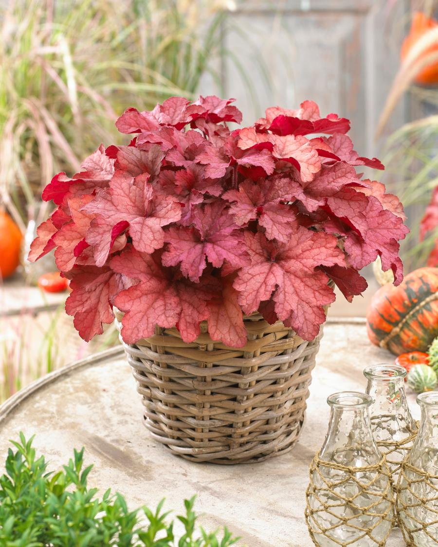 Heuchera 'Indian Summer Coralberry' Premium (1 QT.)