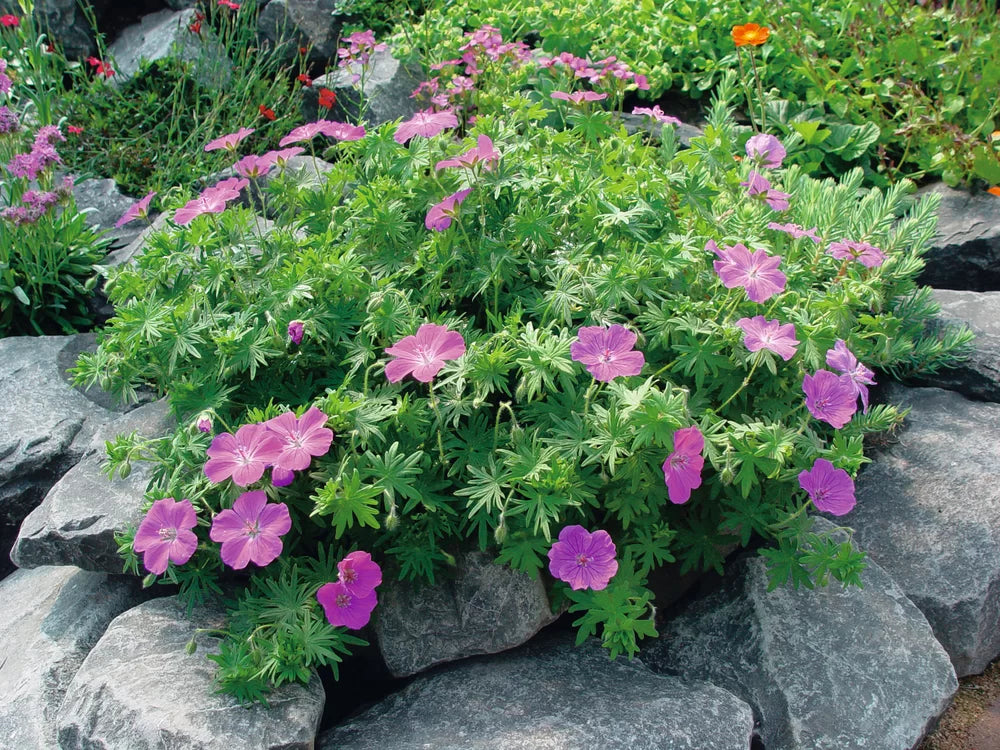 Geranium Sanguineum 'Vision Violet' (1 QT.)