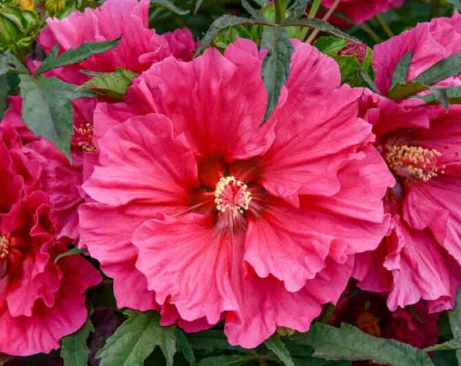 Hibiscus Moscheutos 'Watermelon Ruffles' (#1)