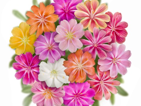 Lewisia Cotyledon 'Elise Mix' (1 QT.)