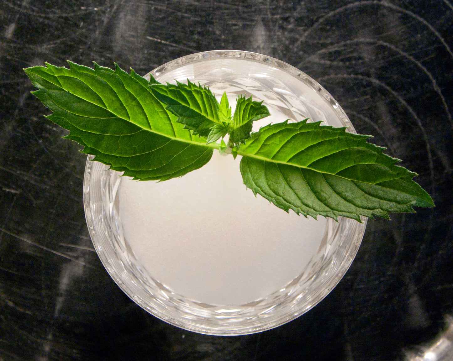 Mentha 'Mojito' (3.5")