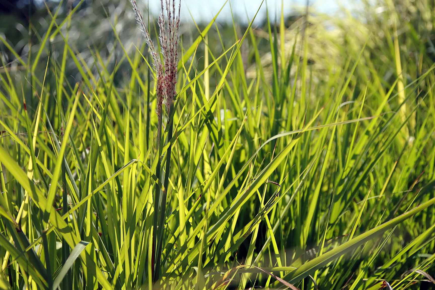Miscanthus Sinensis 'Purpurascens' (1 QT.)