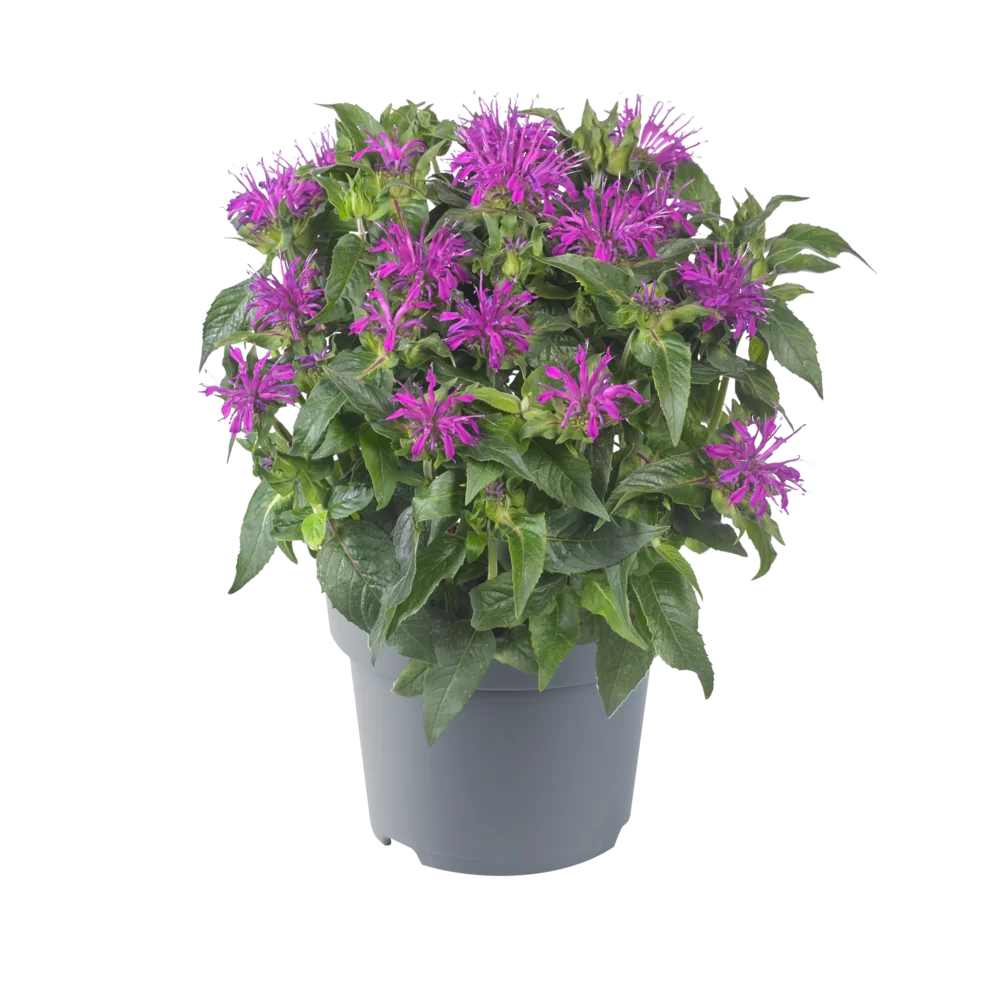 Monarda Didyma 'Balmy Lilac' (1 QT.)