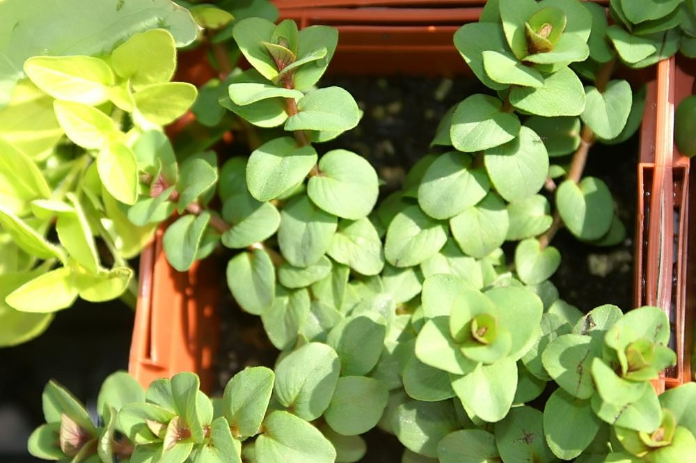 Oregano (Origanum) 'Kent Beauty' (1 QT.)