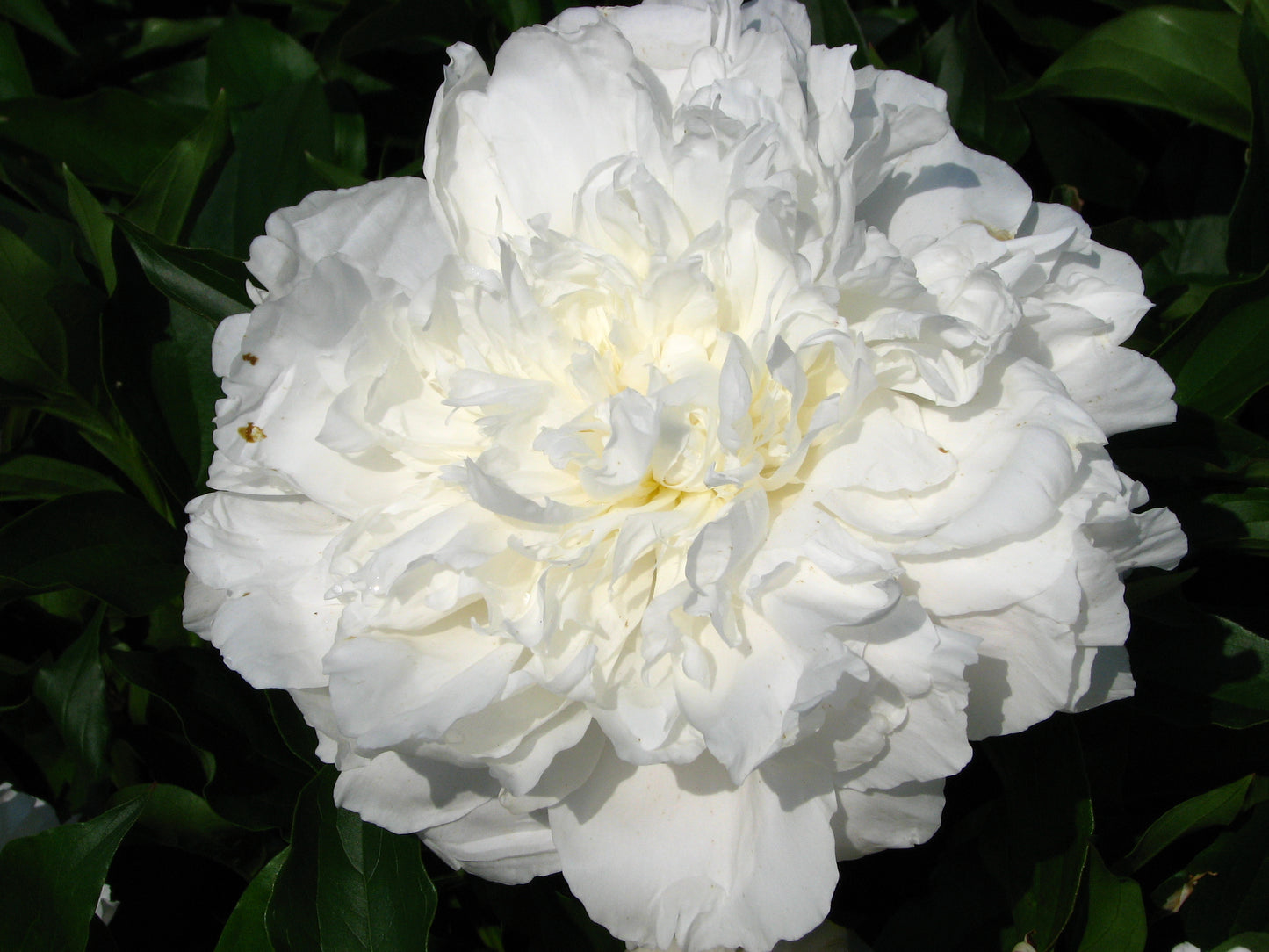 Paeonia 'Shirley Temple' (#1)