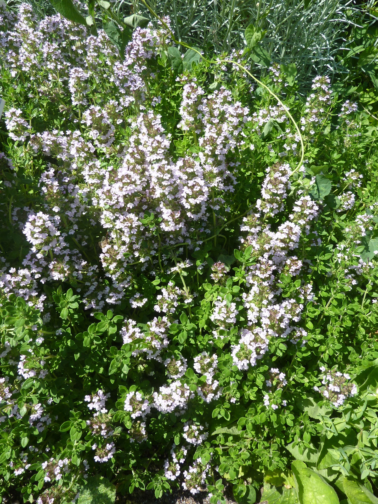Thymus Praecox 'Lemon' (Creeping) (3.5")