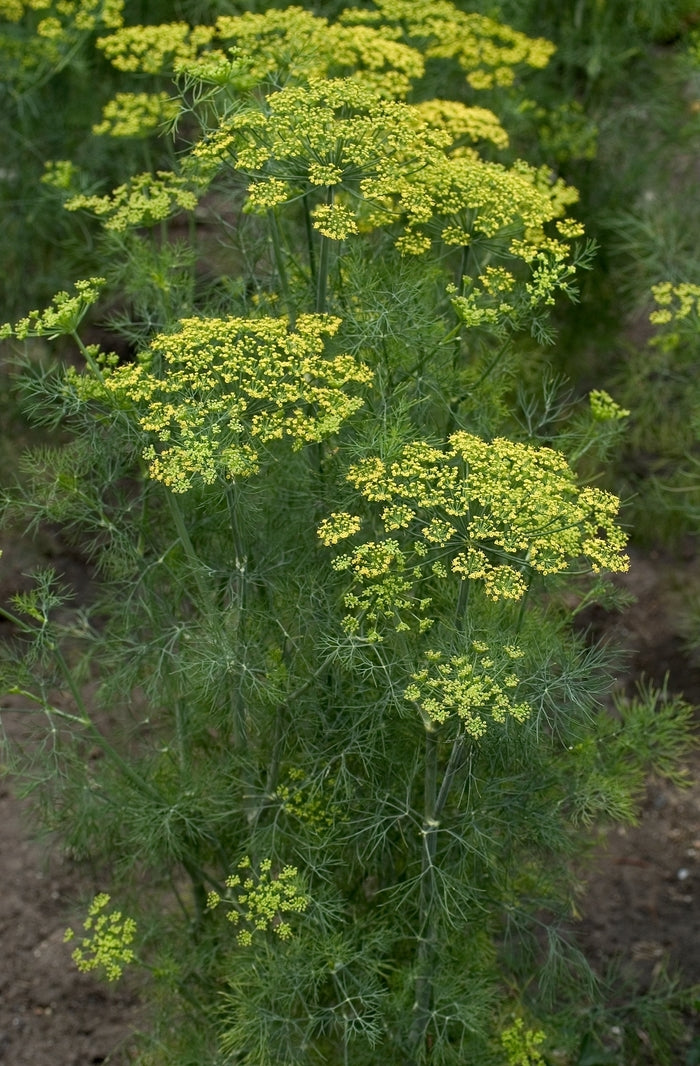 Dill (Anethum Graveolens) 'Fernleaf' (3.5")