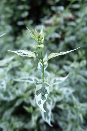 Veronica Repens 'Sunshine' (Golden) (3.5")