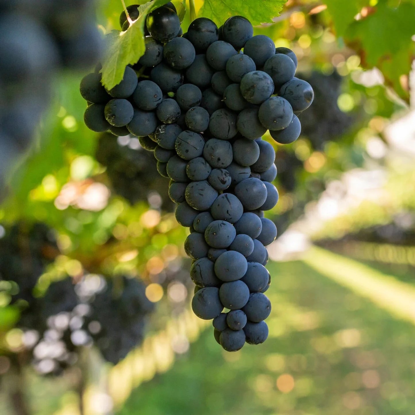 Vitis Labrusca 'Concord' (#1)
