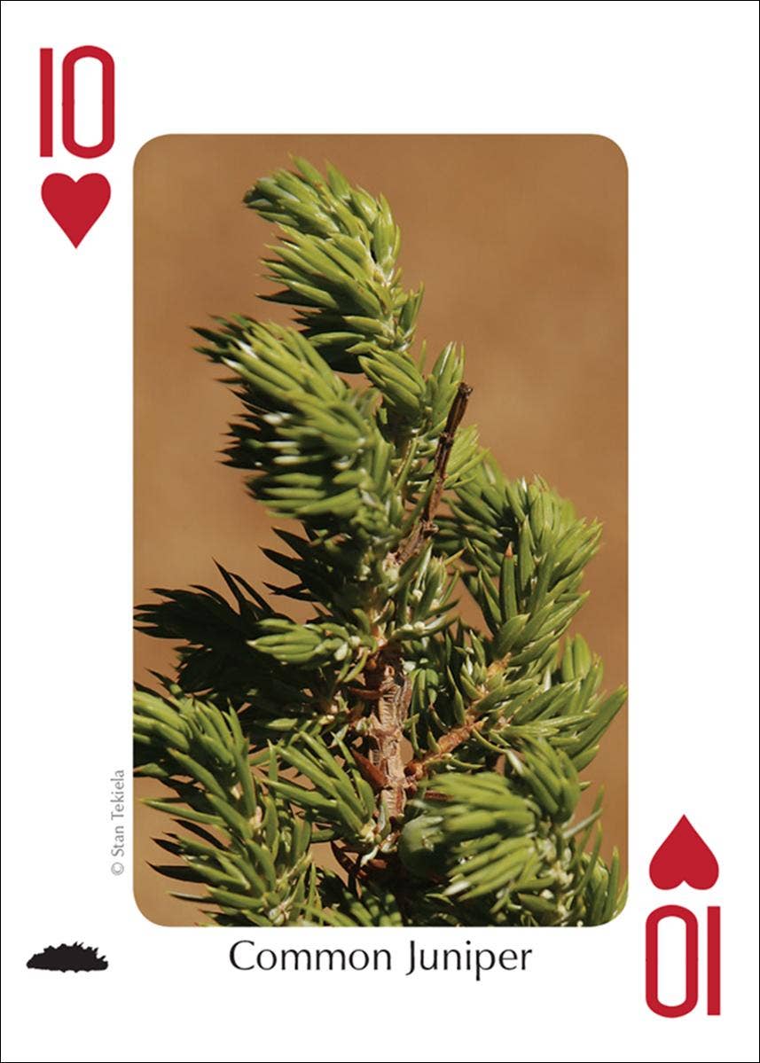 Trees of Northwest Playing Cards