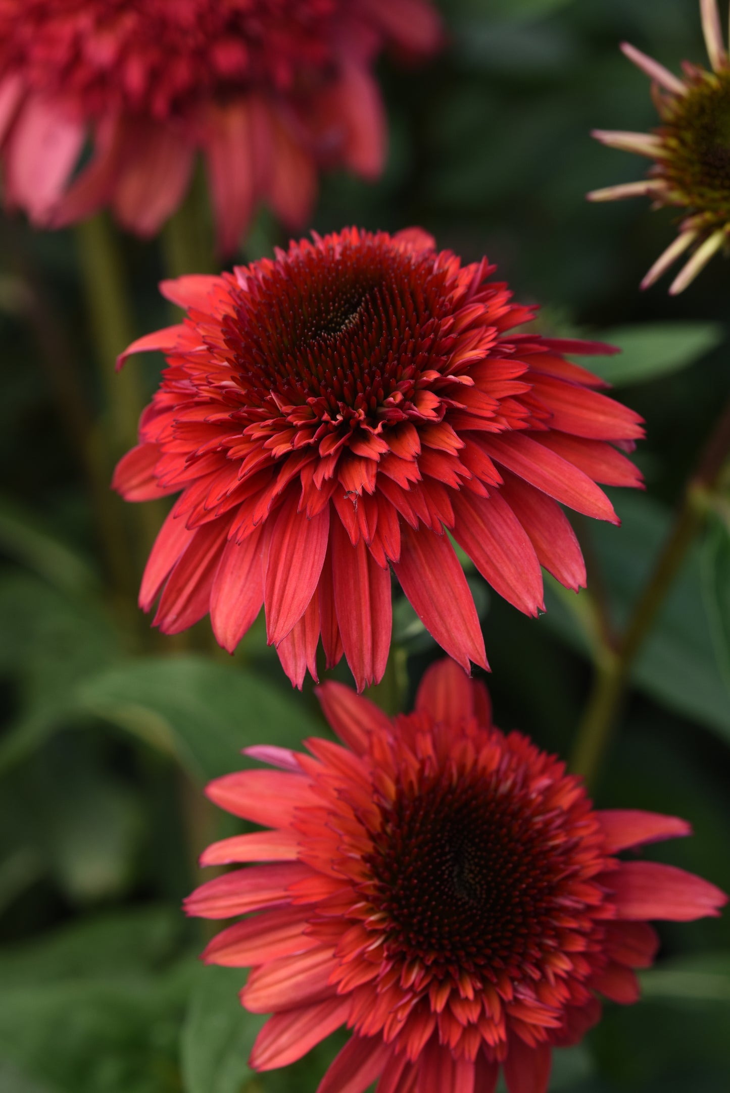 Echinacea 'Dbl Scoop Raspberry Deluxe' Premium (1 QT.)