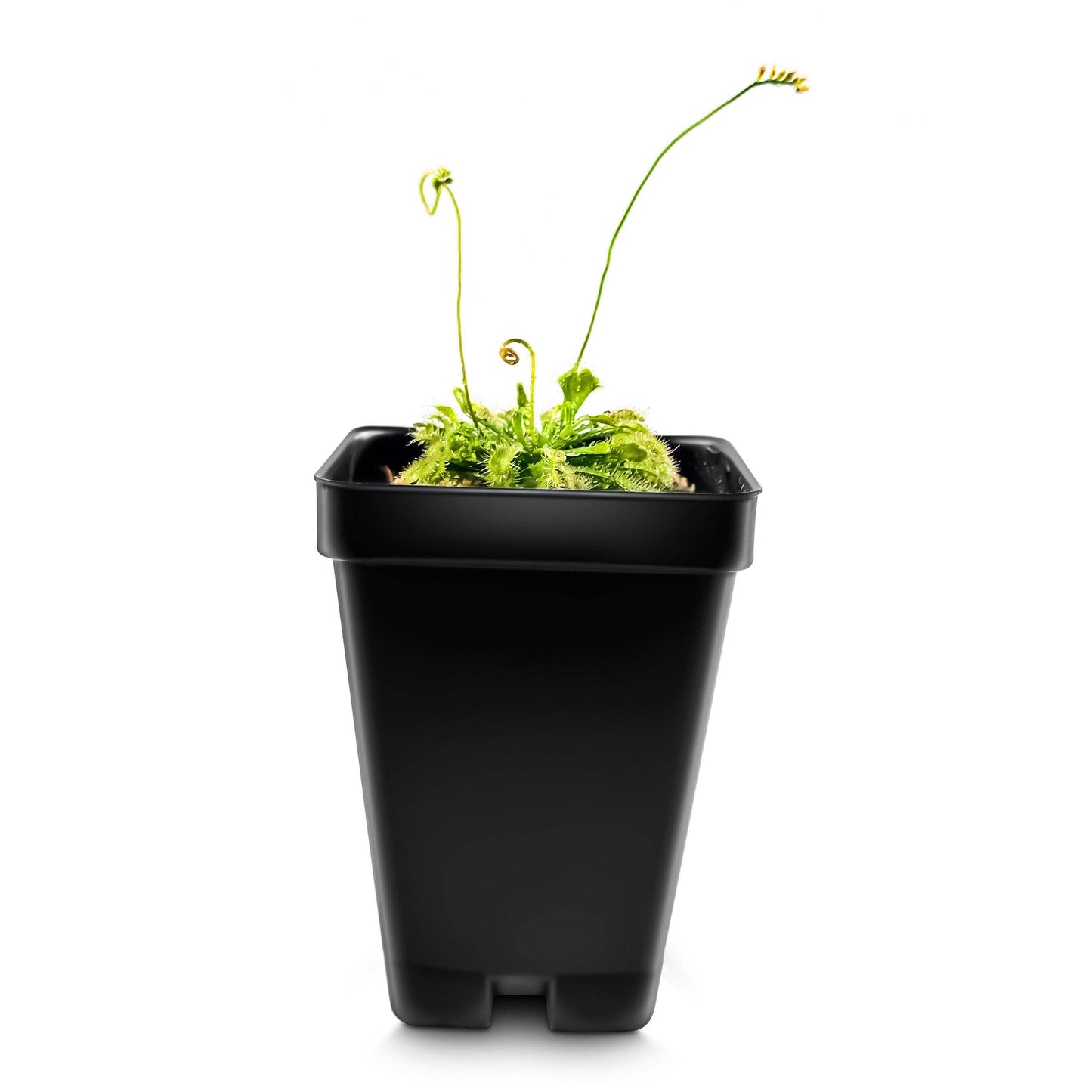 Large Size Spoon-leaved Sundew Plant. 2” Diameter, Drosera Spatulata, Carnivorous Plant