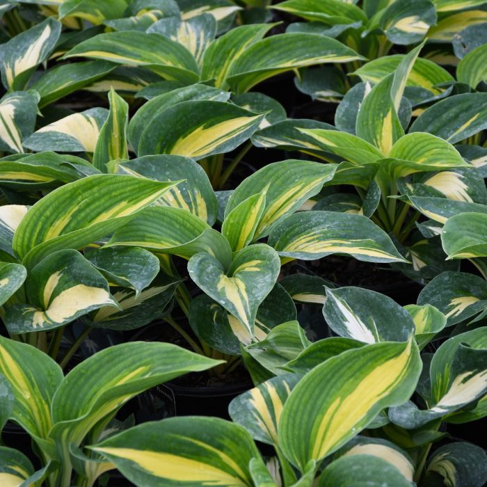Hosta 'Dream Queen' (1 QT.)