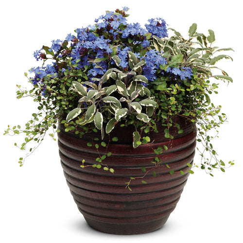 Muehlenbeckia Axillaris 'Nana' (Sm Leaf) (3.5")