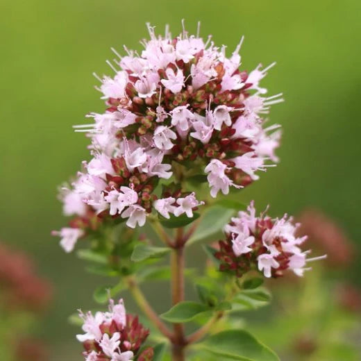 Marjoram (Origanum Majorana) 'Sweet' (3.5")