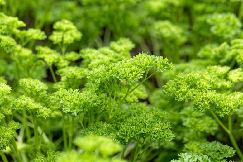 Parsley (Petroselinum Crispum) Curled (3.5")