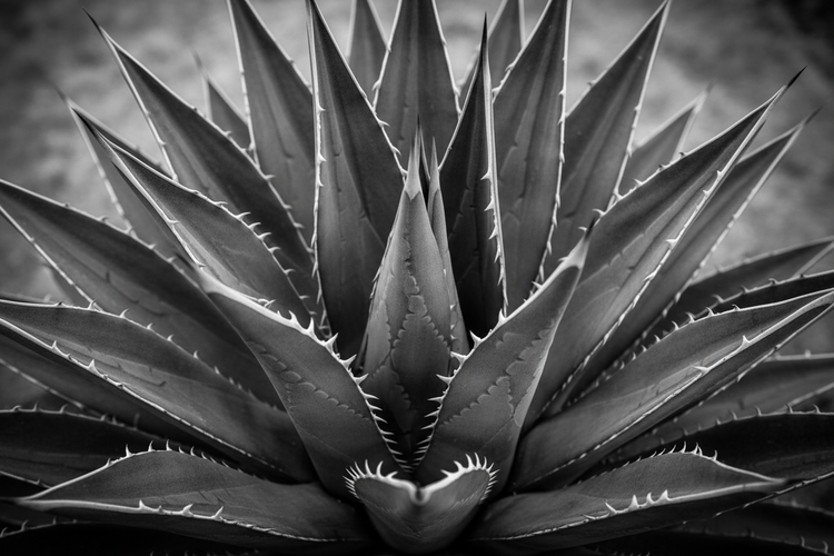 Succulents