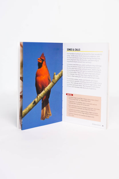 Attracting & Feeding Cardinals