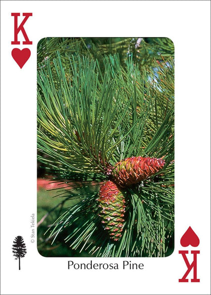Trees of Northwest Playing Cards