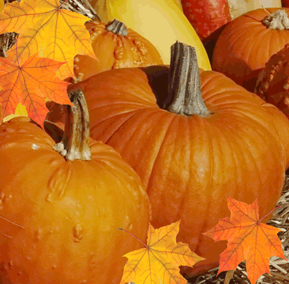 Fall Harvest Scented Melt