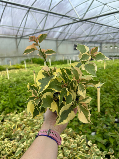 4" Bougainvillea