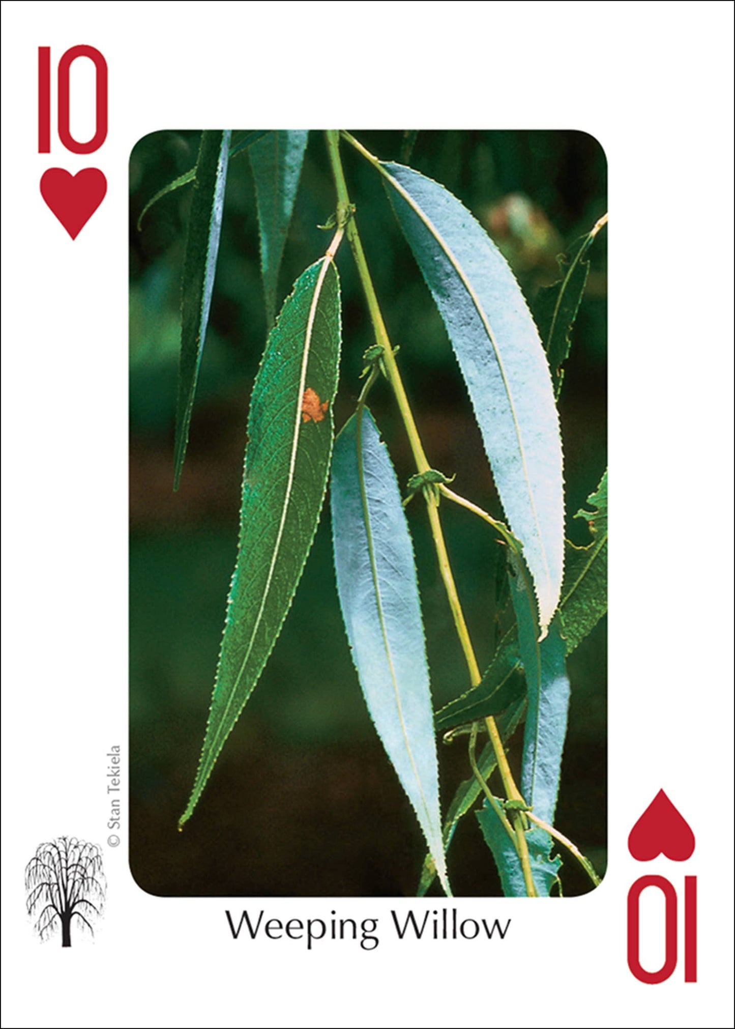 Trees of Midwest Playing Cards