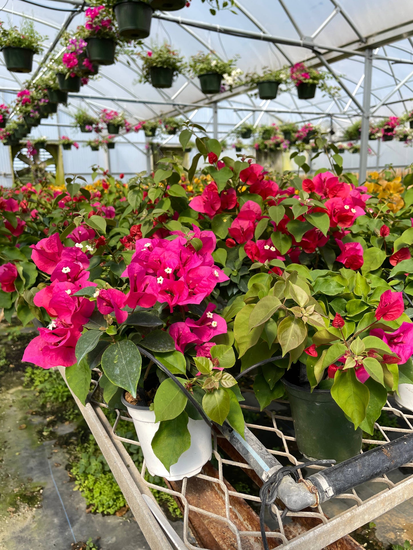4" Bougainvillea