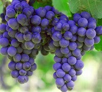 Vitis Labrusca 'Sunbelt' (#1)