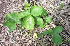 Strawberry 'Honeoye' (#1)