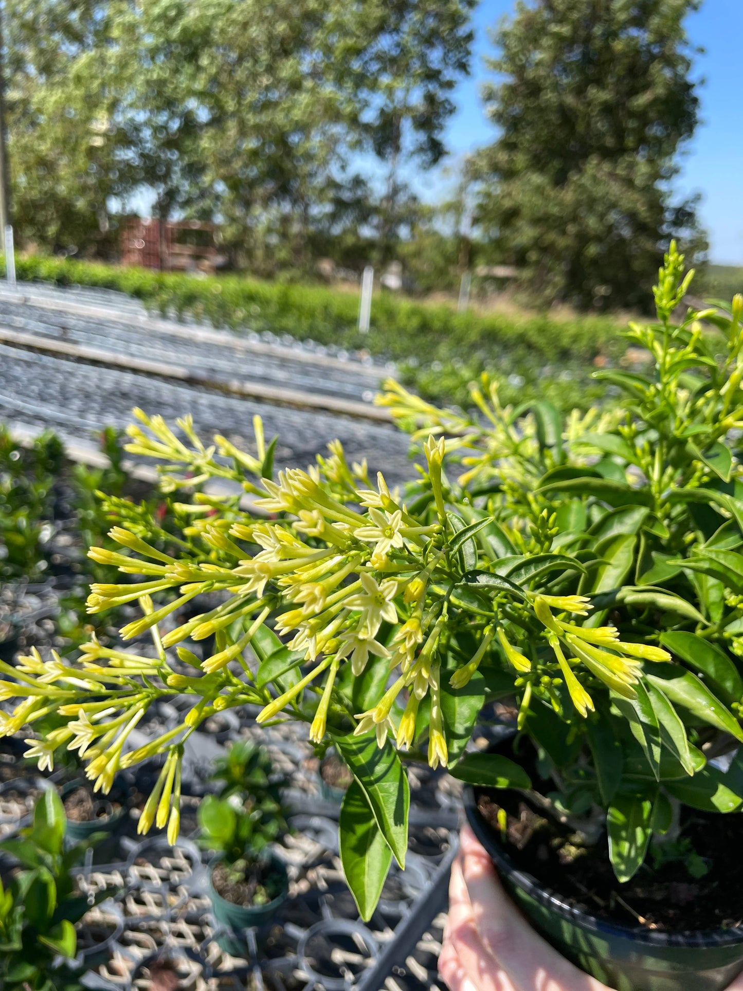 4" Night Blooming Jasmine (Cestrum nocturnum)