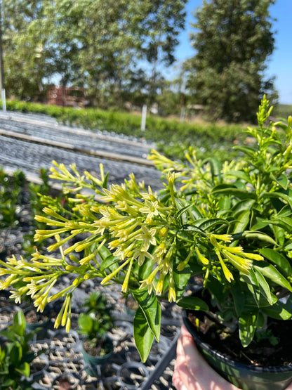 4" Night Blooming Jasmine (Cestrum nocturnum)