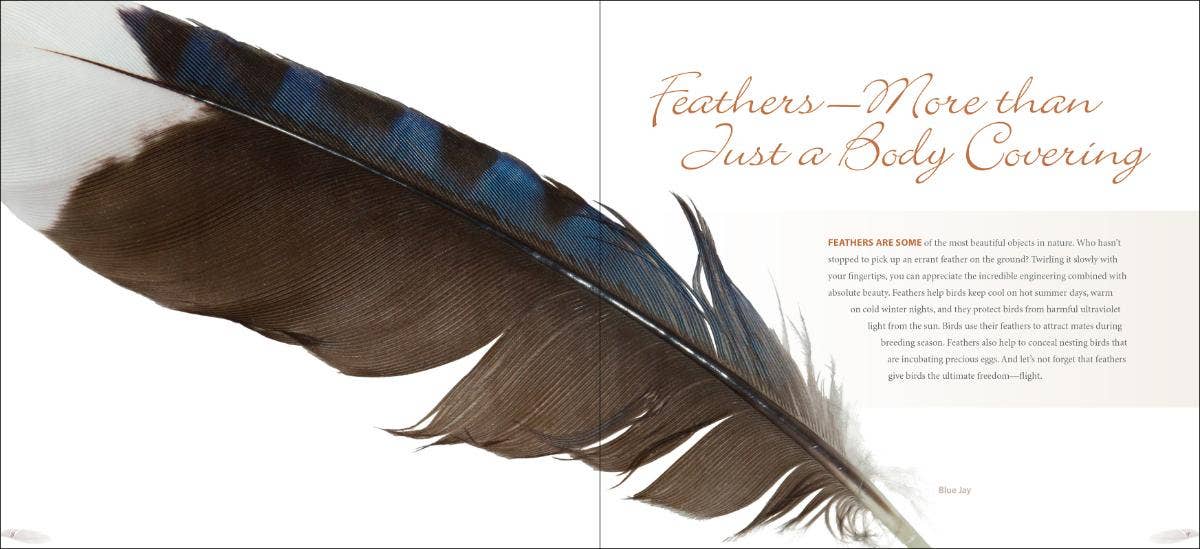 Feathers - A Coffee Table Book by Stan Tekeila