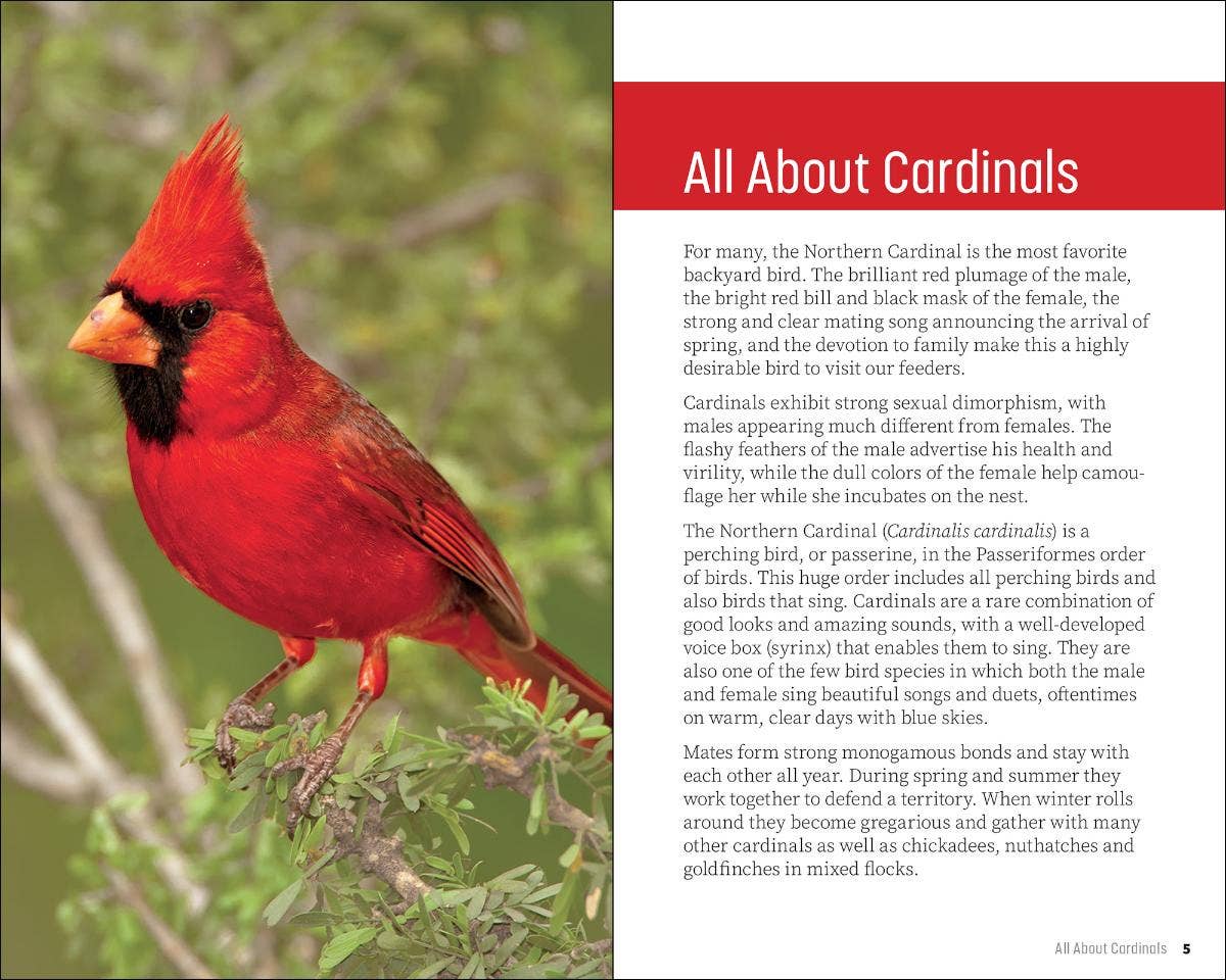 Attracting & Feeding Cardinals