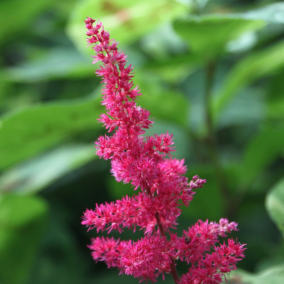 Astilbe Arendsii 'Fanal' (1 QT.)