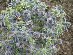 Eryngium Planum 'Blue Hobbit' (1 QT.)