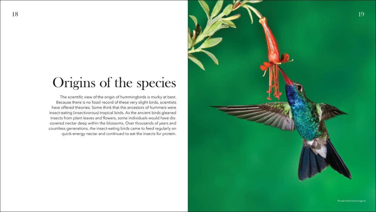 Hummingbirds: Marvels of the Bird World
